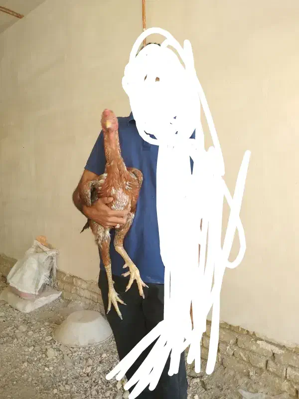 خروس لاری اصیل|حیوانات مزرعه|تربتحیدریه, ده پائین|دیوار