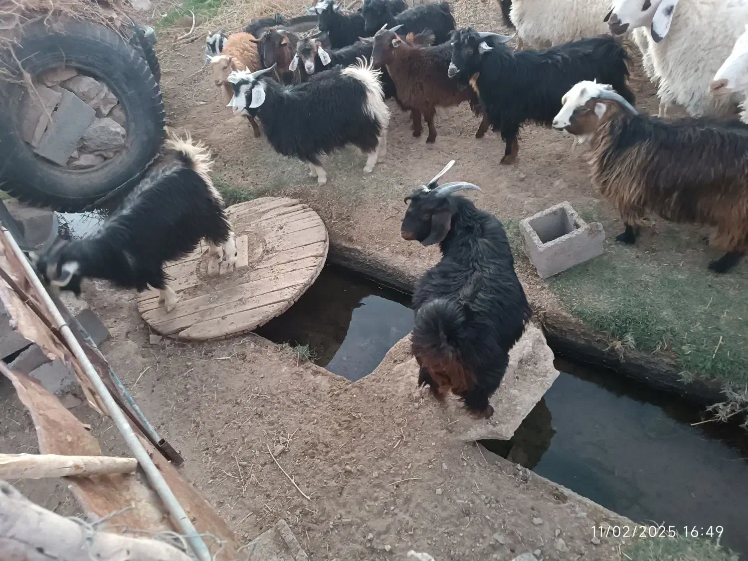 بزغاله نر و ماده|حیوانات مزرعه|قائن, |دیوار