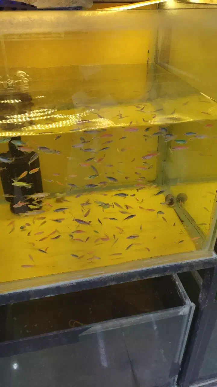 تراریوم|ماهی|ارومیه, |دیوار