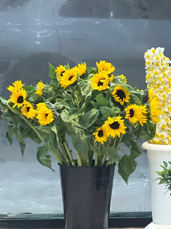 گلفروشی ماشین عروس|فعالیت داوطلبانه تحقیقاتی|سبزوار, ولیعصر (نجار آباد)|دیوار