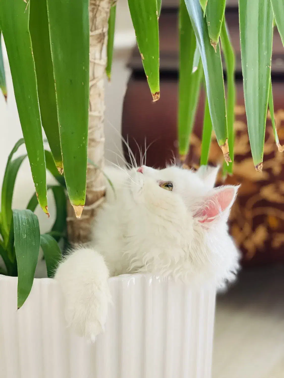 گربه پرشین ماده فروشی|گربه|ارومیه, |دیوار