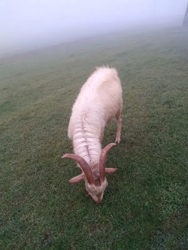 چهارعدد بز یکی سانن اصل نژاددار سه تا محلی|حیوانات مزرعه|قشلاق دشت, |دیوار