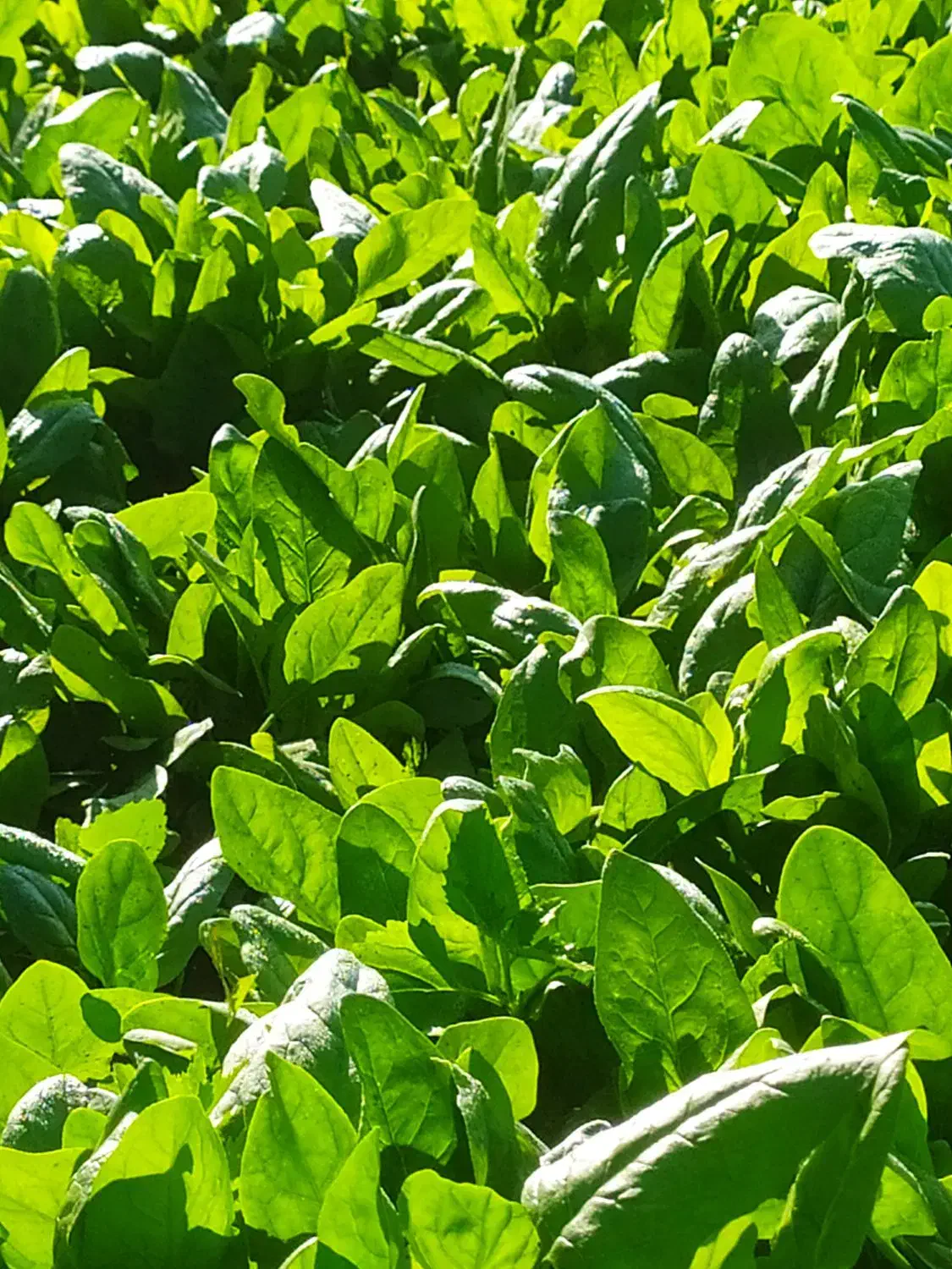 فروش اسفناج تازه|خوردنی و آشامیدنی|آق قلا, |دیوار