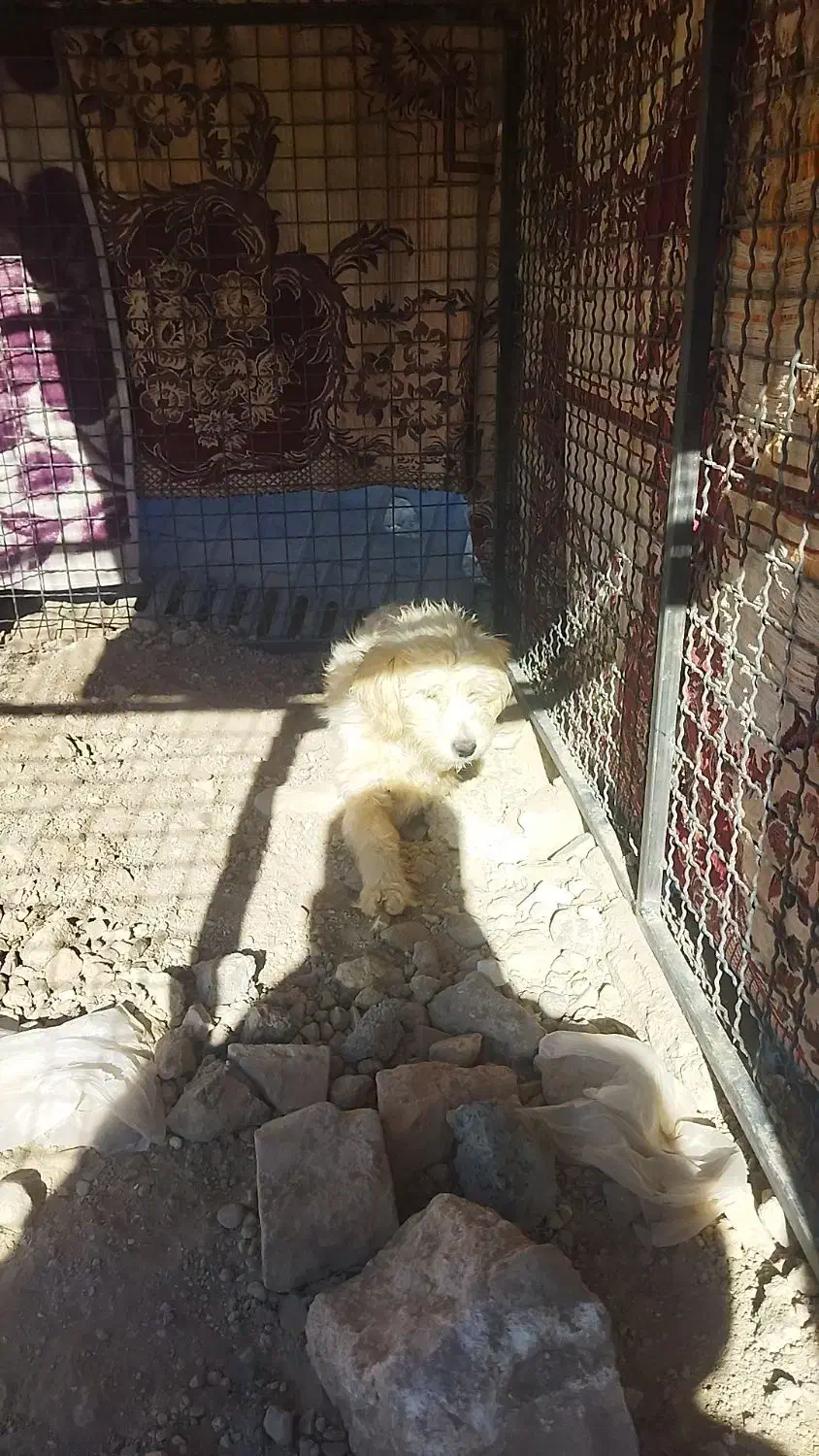 پاکوتاه واگذاری|سگ|کبودرآهنگ, |دیوار