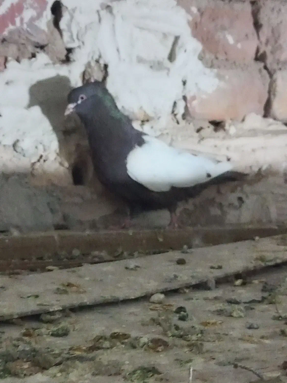 سینه قهوه ای|پرنده|مرودشت, کناره|دیوار