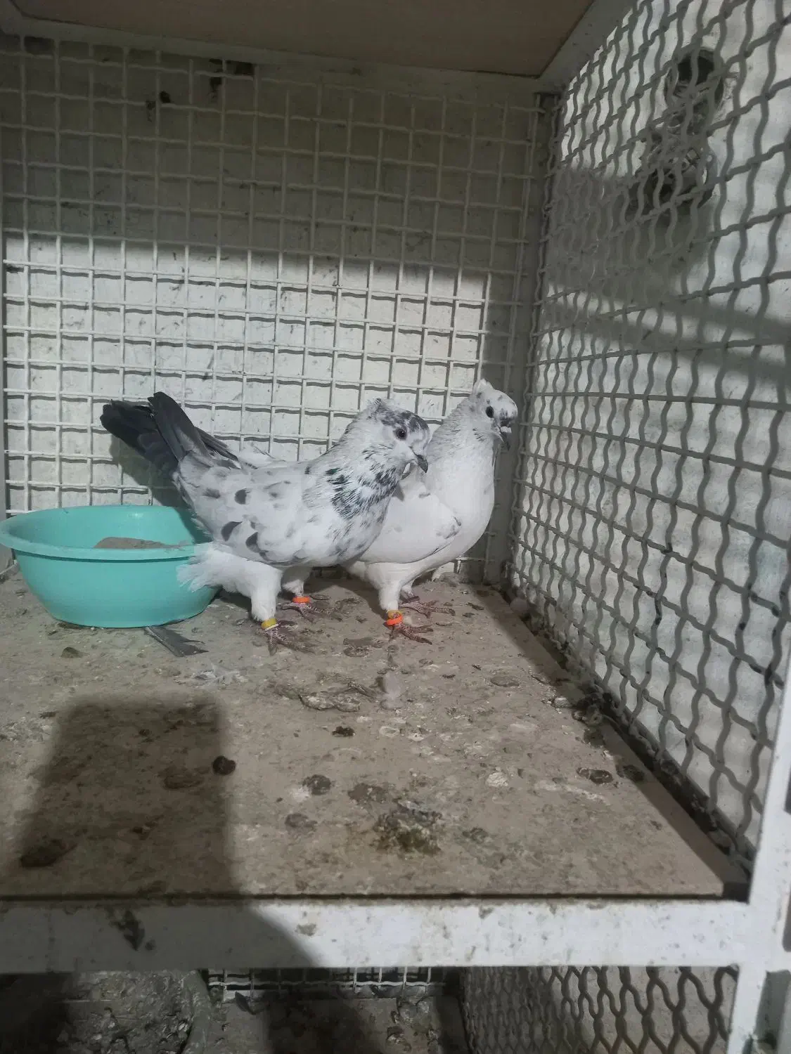 تهرانی|پرنده|بشاریات, |دیوار