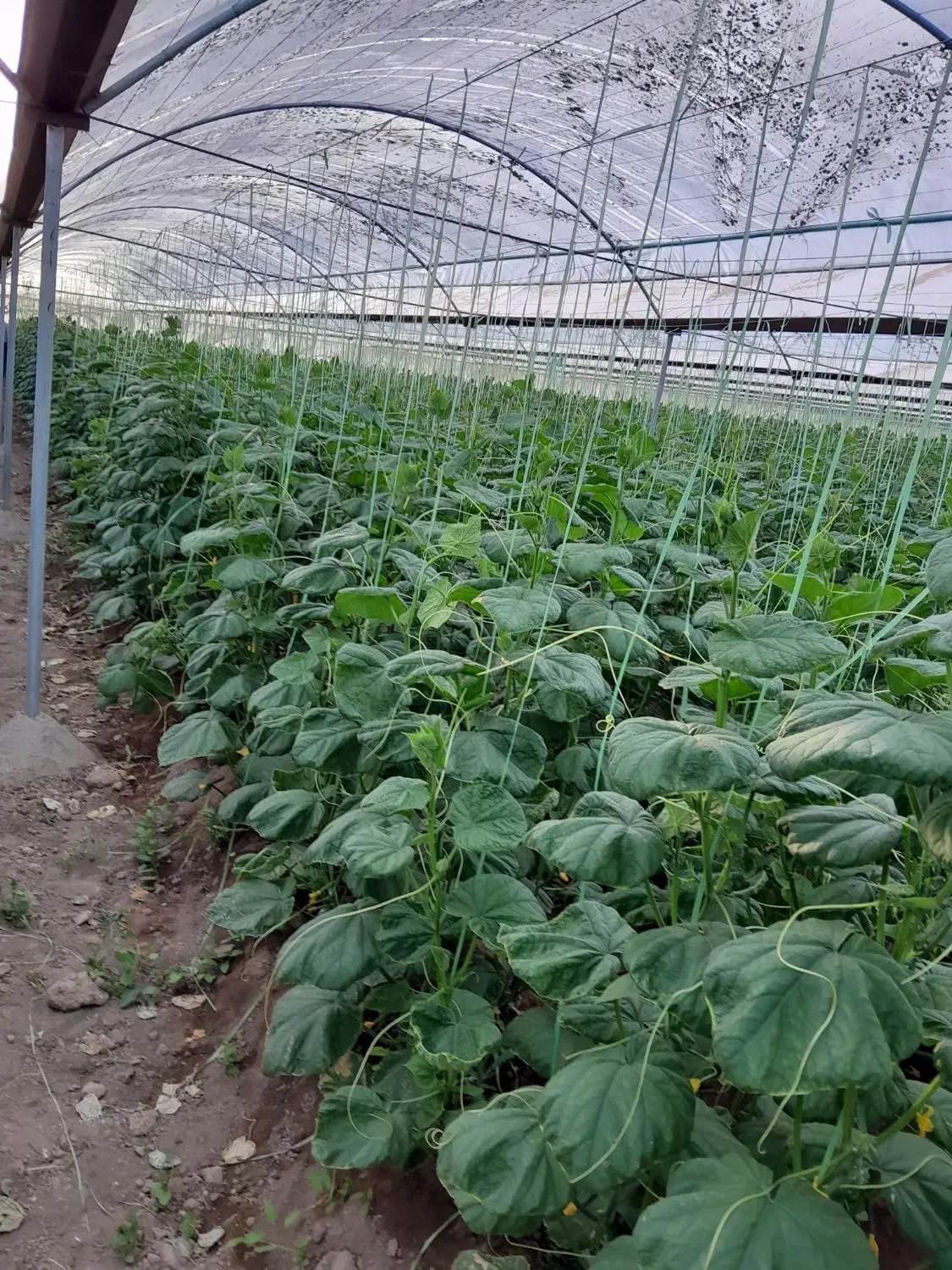 زمین کشاورزی راین|فروش دفتر صنعتی، کشاورزی، تجاری|راین, |دیوار