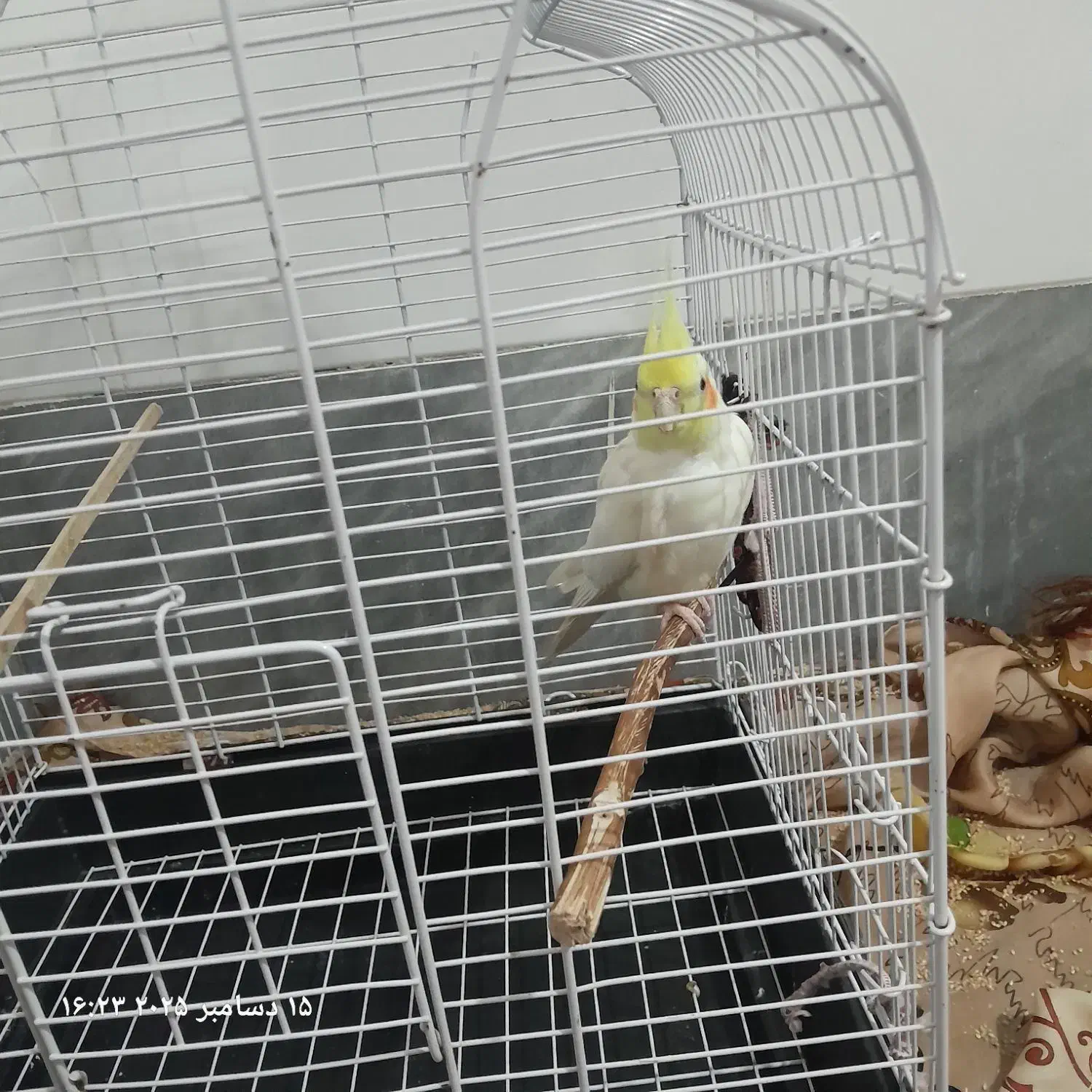 یک عروس نر بالغ|پرنده|قم, علی آباد سعدگان|دیوار