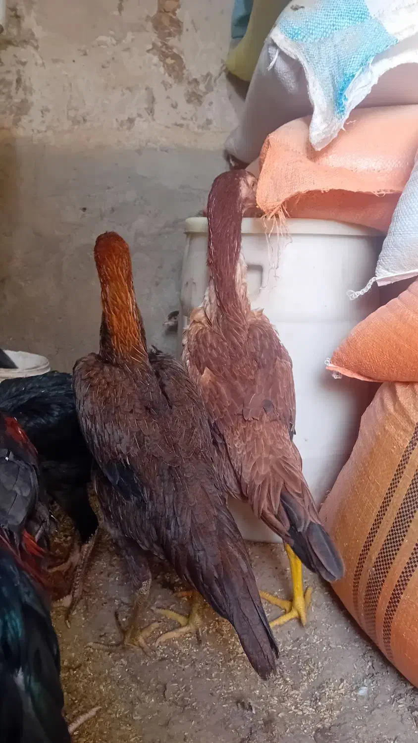 لاری اوشامو مرغ و خروس و جوجه از یک ماهه تا ۶ماهه|حیوانات مزرعه|الوند, |دیوار