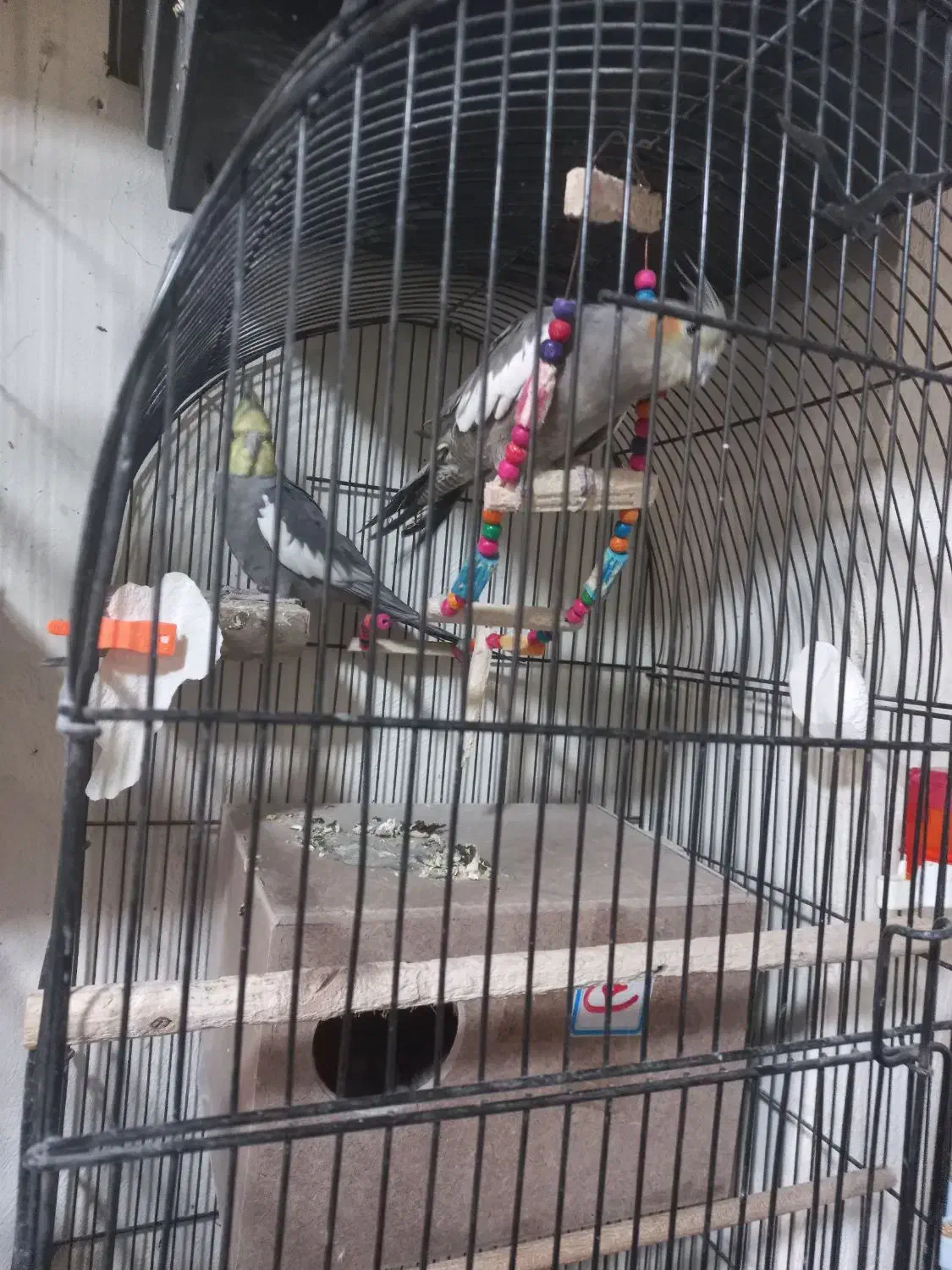 جفت مولد با تخم|پرنده|اصفهان, آبشار|دیوار