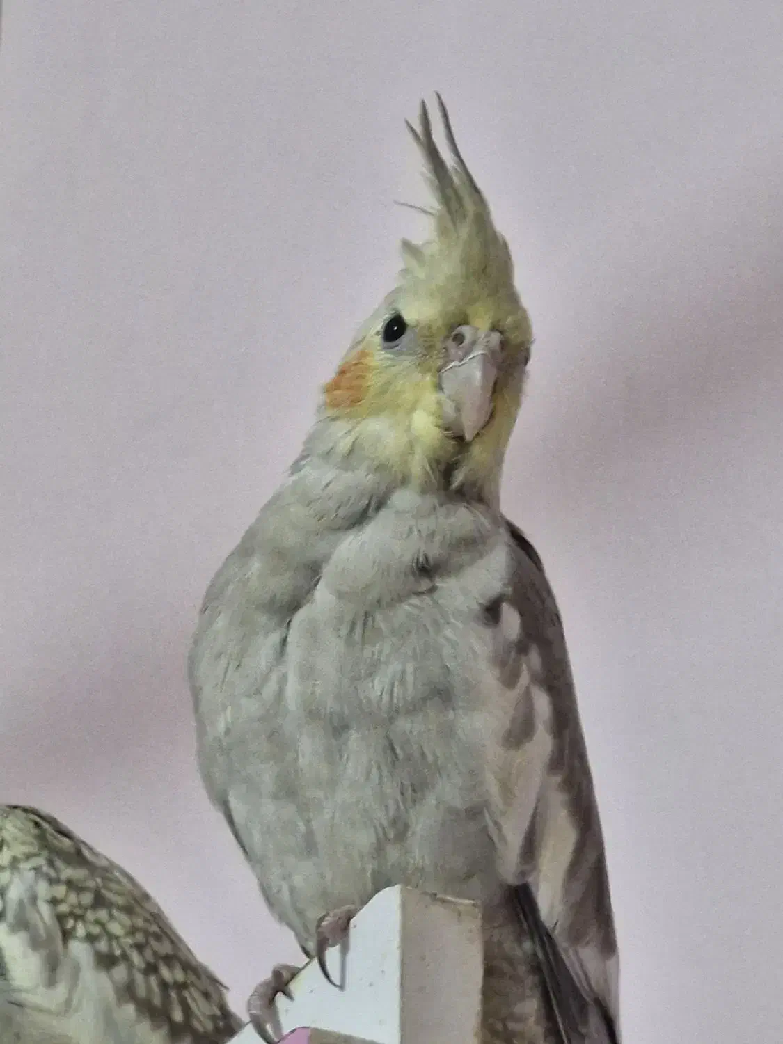 عروس هلندی ماده|پرنده|کارون, |دیوار