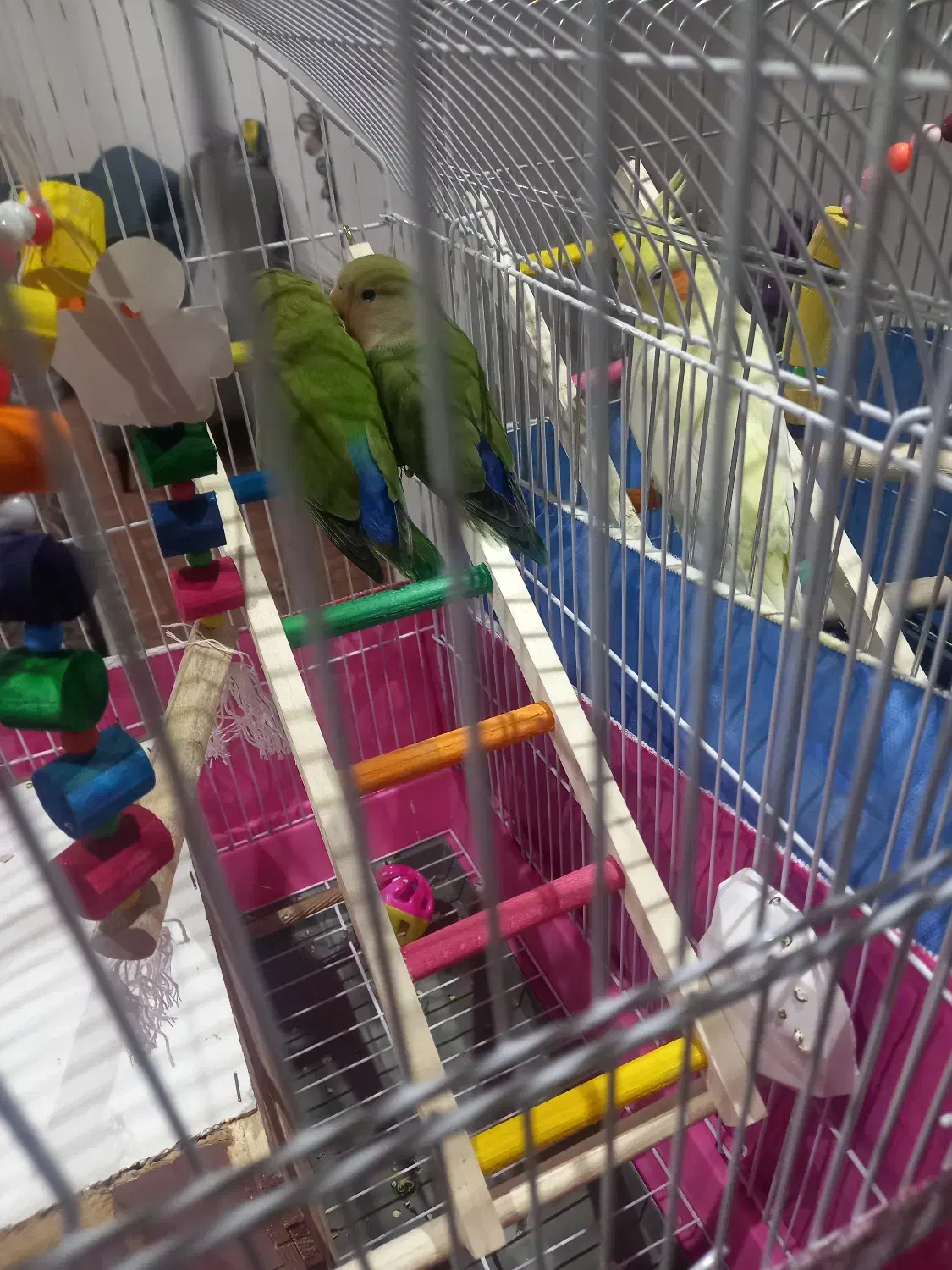 فرش|پرنده|شهریار, شهرک مصطفی خمینی|دیوار