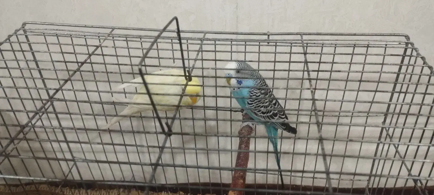 مرغ عشق با قفس|پرنده|ماهنشان, |دیوار