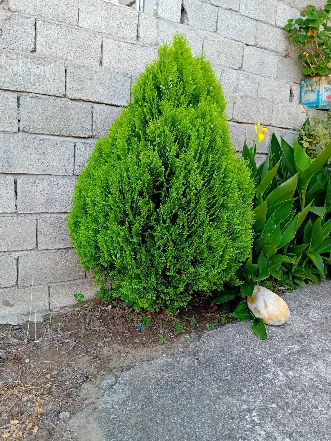 کامیس|گل و گیاه طبیعی|کلاچای, |دیوار