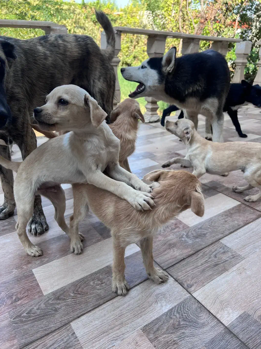 سگ هاسکی|سگ|ورامین, ورامین|دیوار