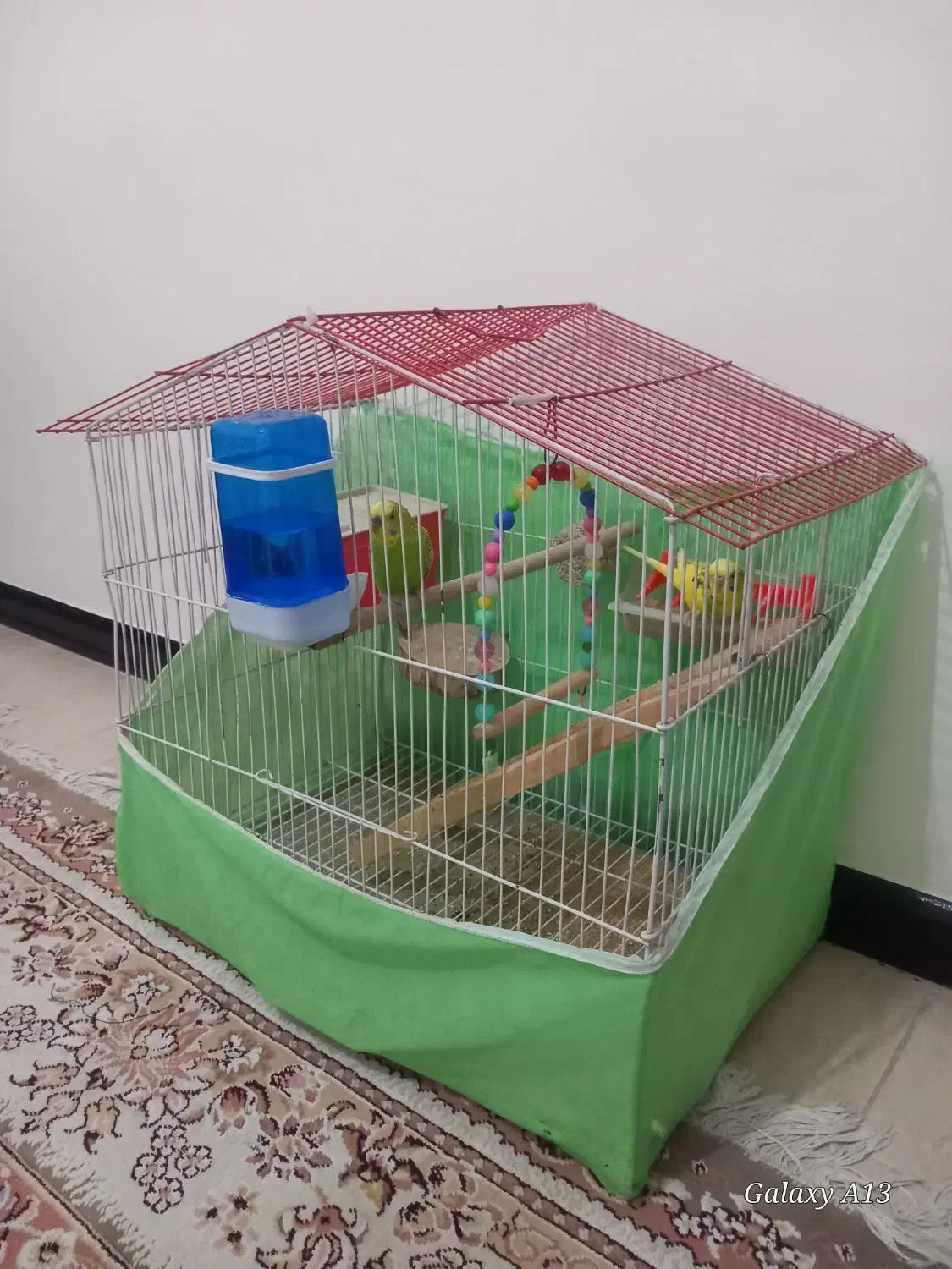 مرغ عشق سالم و سرحال|پرنده|هشتگرد, شهرک گلها|دیوار