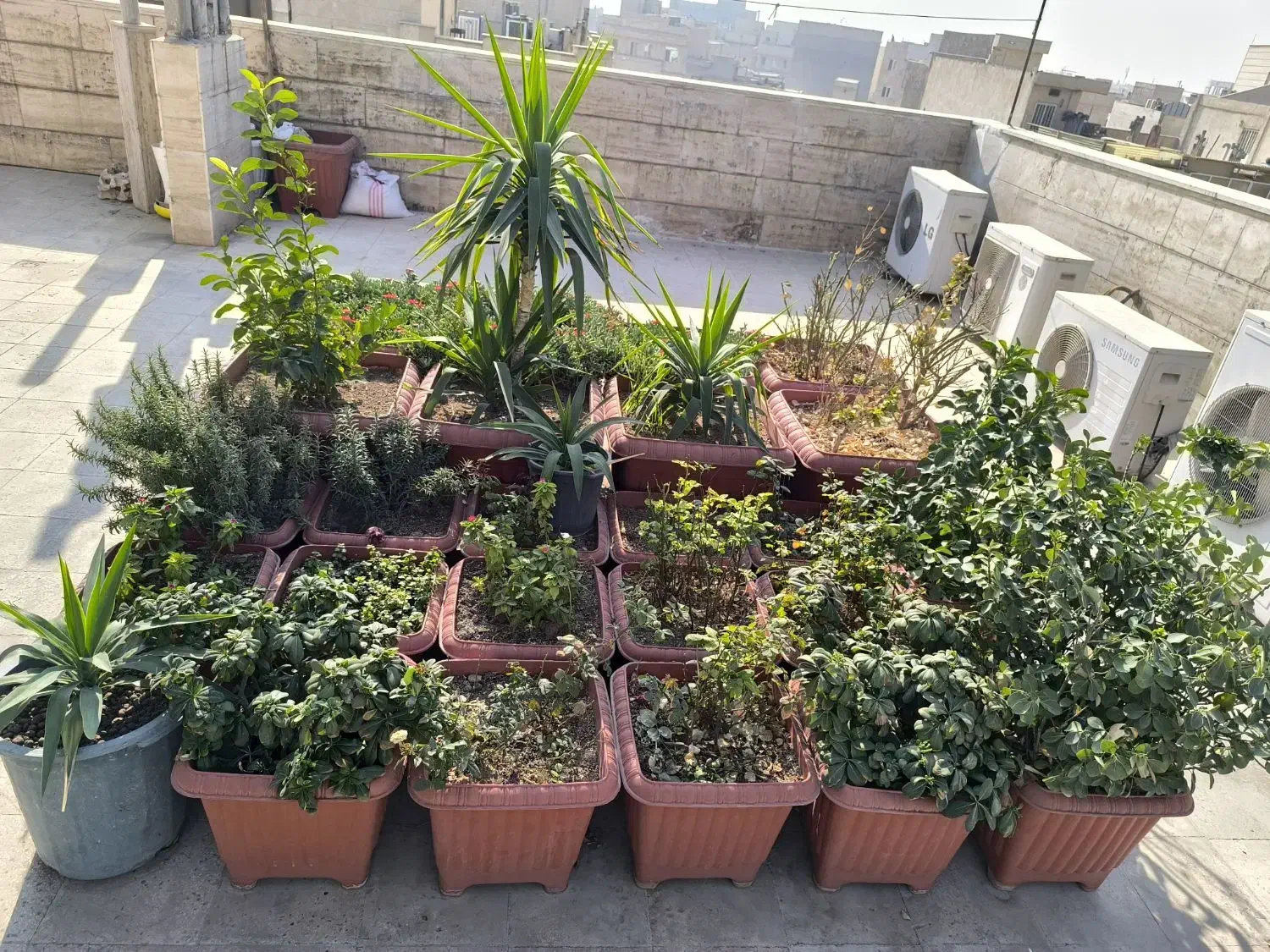 تعدادی گلدان مناسب حیاط یا روف گاردن|گل و گیاه طبیعی|ری, سرتخت|دیوار