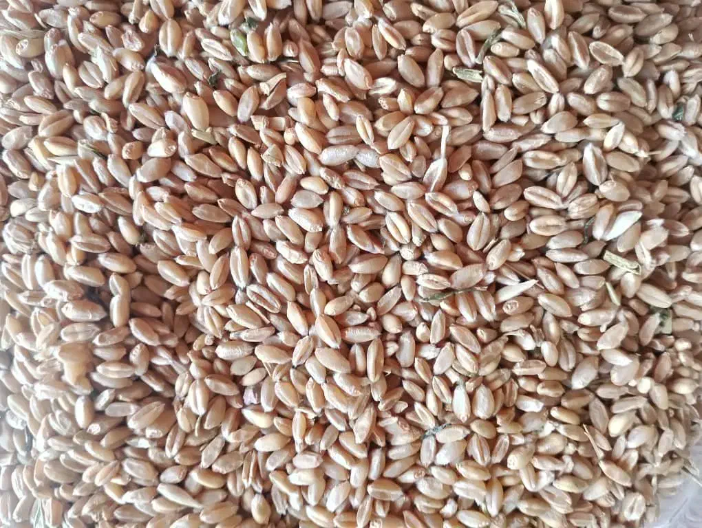 بذر گندم آبی امسال قیمت ۲۲هزار|خدمات باغبانی و درختکاری|زنجان, |دیوار