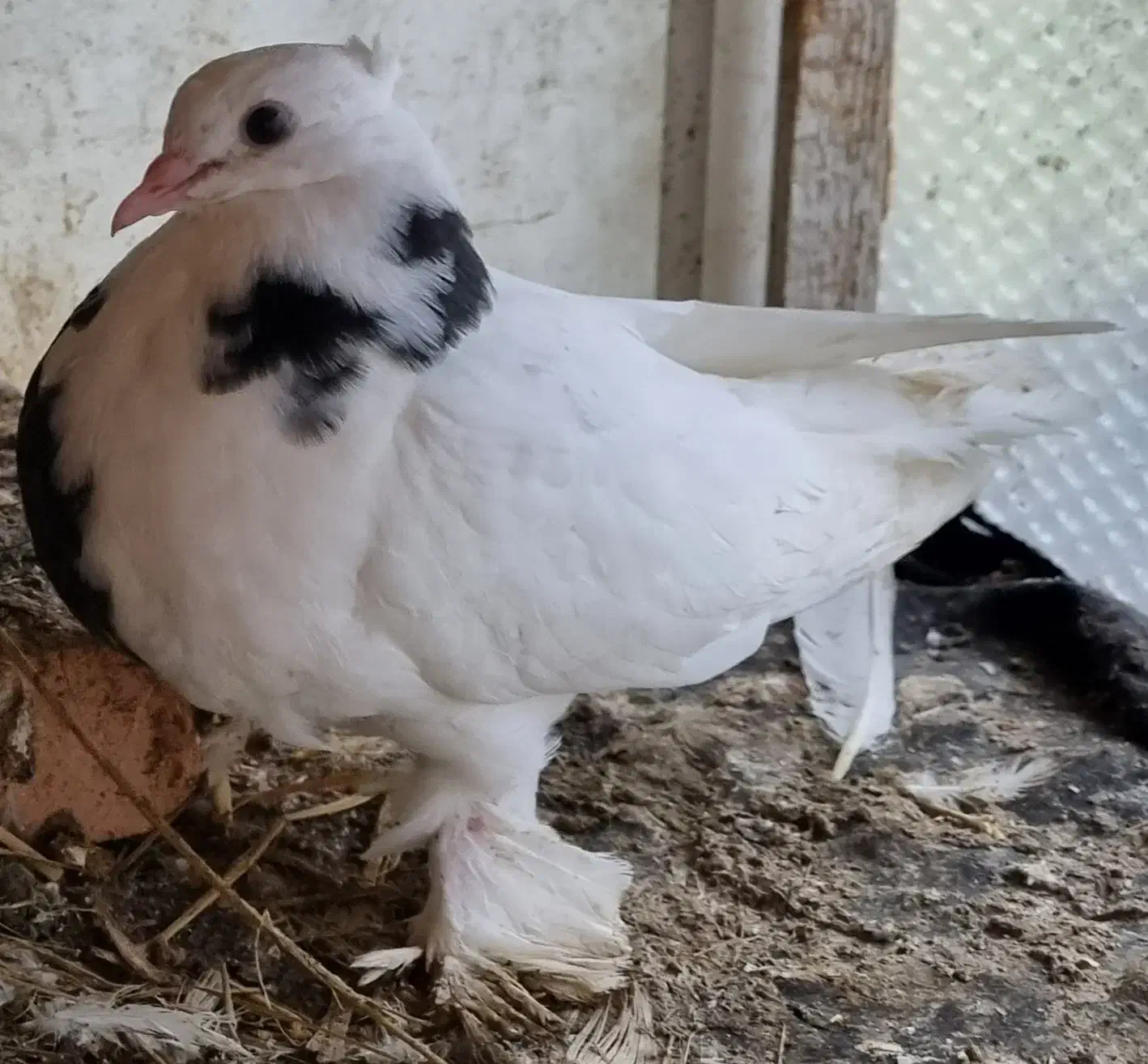 کبوتر طوقی زینتی|پرنده|بابل, |دیوار