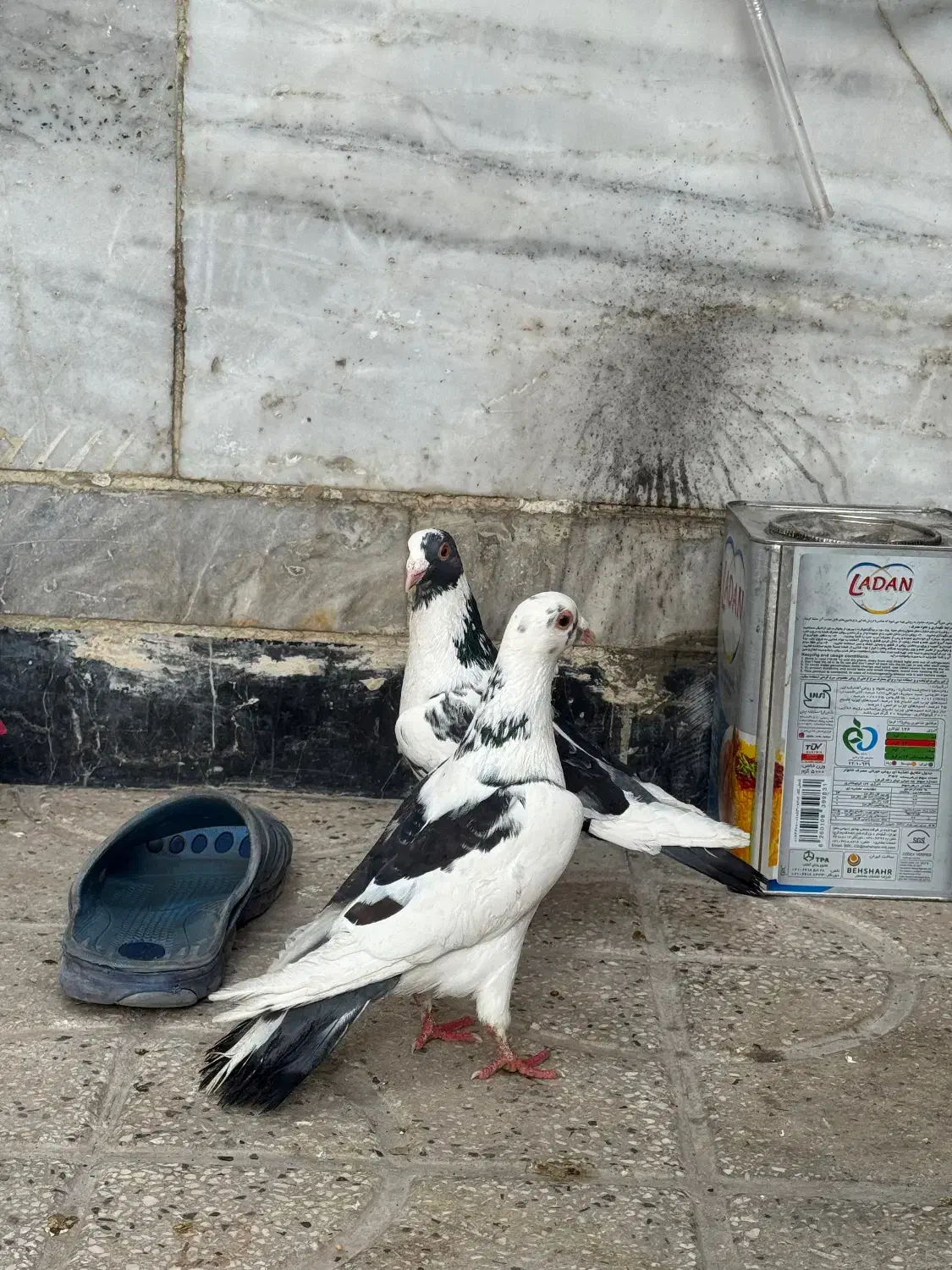 کفتر|پرنده|شیراز, تندگویان|دیوار