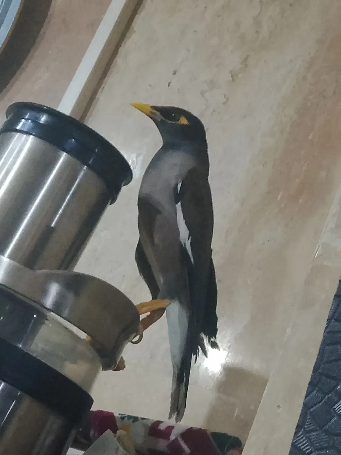 مینا جذاب و دوست داشتنی|پرنده|تهران, سازمان آب|دیوار