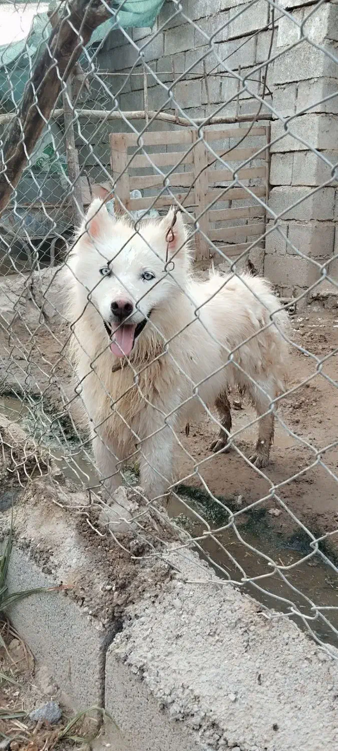 سگ هاسکی|سگ|شوشتر, |دیوار