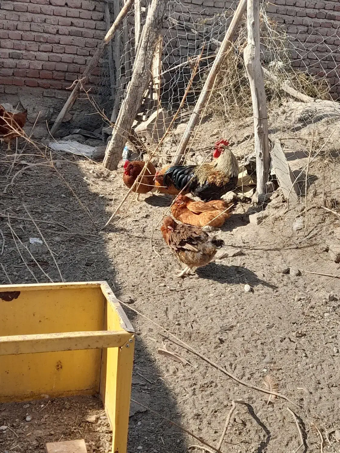 فروش مرغ تخم گذار|حیوانات مزرعه|نقده, |دیوار