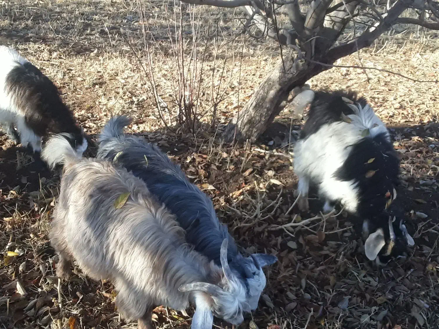 فروش  ۹عدد بز غاله نرو ماده|حیوانات مزرعه|سیلوانه, |دیوار