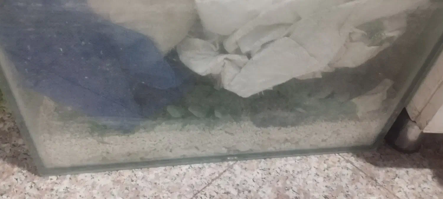 اکفاریوم|ماهی|مشهد, ویلاشهر|دیوار