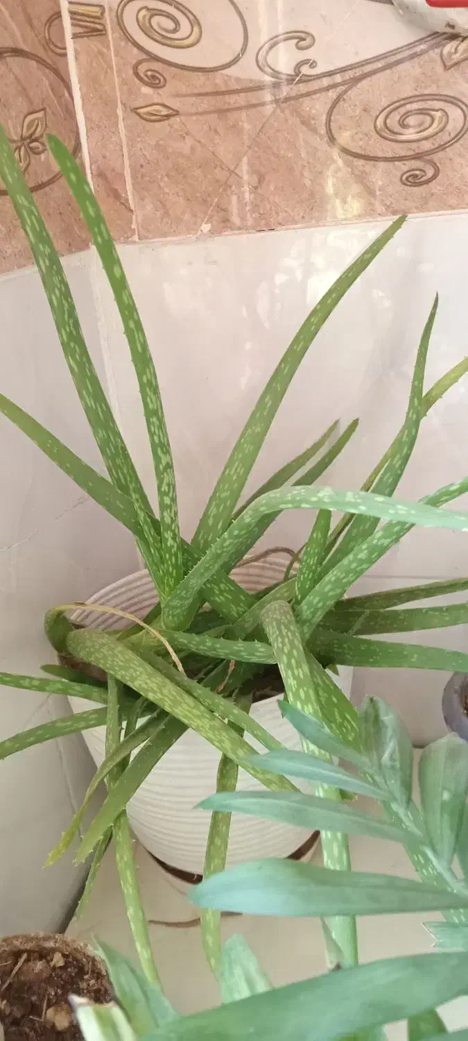 آلوورا|گل و گیاه طبیعی|نورآباد, |دیوار