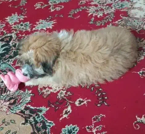 واگذاری رایگان|سگ|پردیس, فاز ۲|دیوار