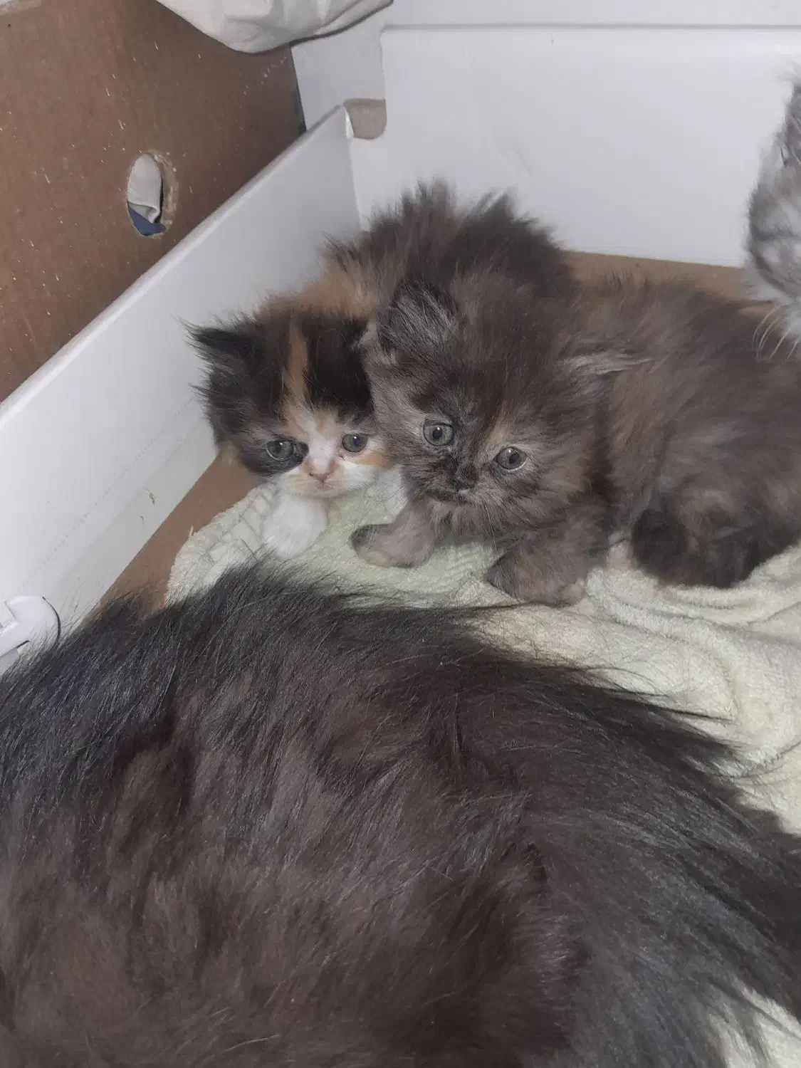 گربه پرشین ماده بالغ فحل|گربه|مشهد, حضرت حجت|دیوار