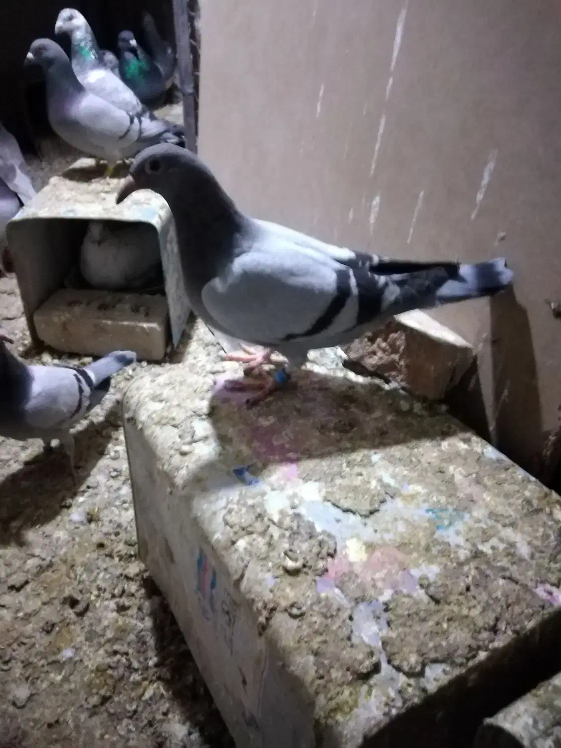 جوجه مسافتی|پرنده|نیشابور, فردوس شمالی|دیوار