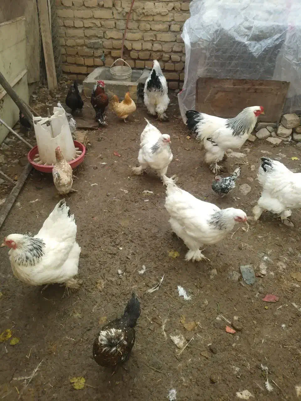 جوجه مرغ وتخم مرغ|حیوانات مزرعه|تهران, دهم فروردین|دیوار