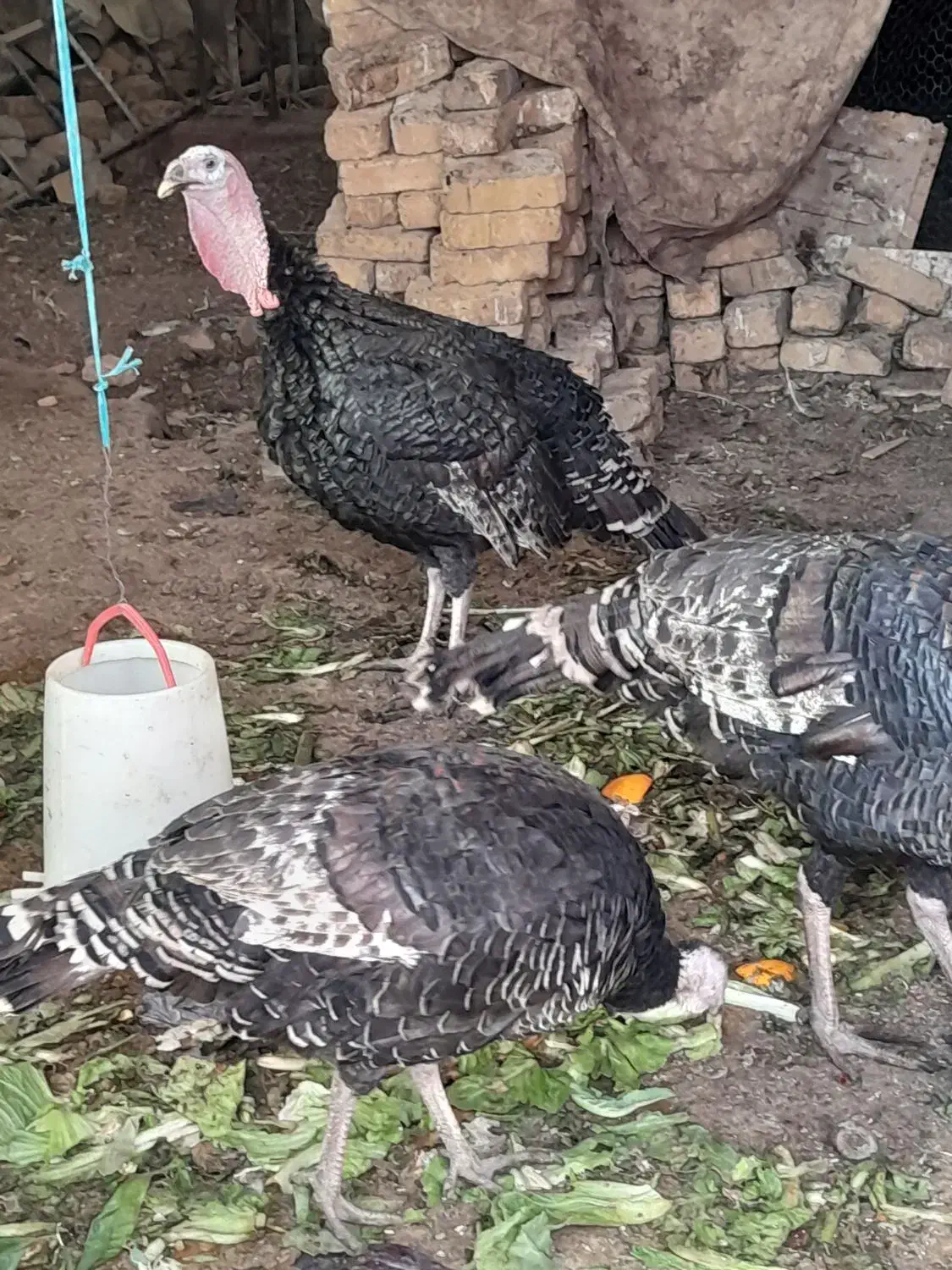 بوقلمون نر(معاوضه باچیزی نمیشه)|حیوانات مزرعه|مشکین‌دشت, |دیوار