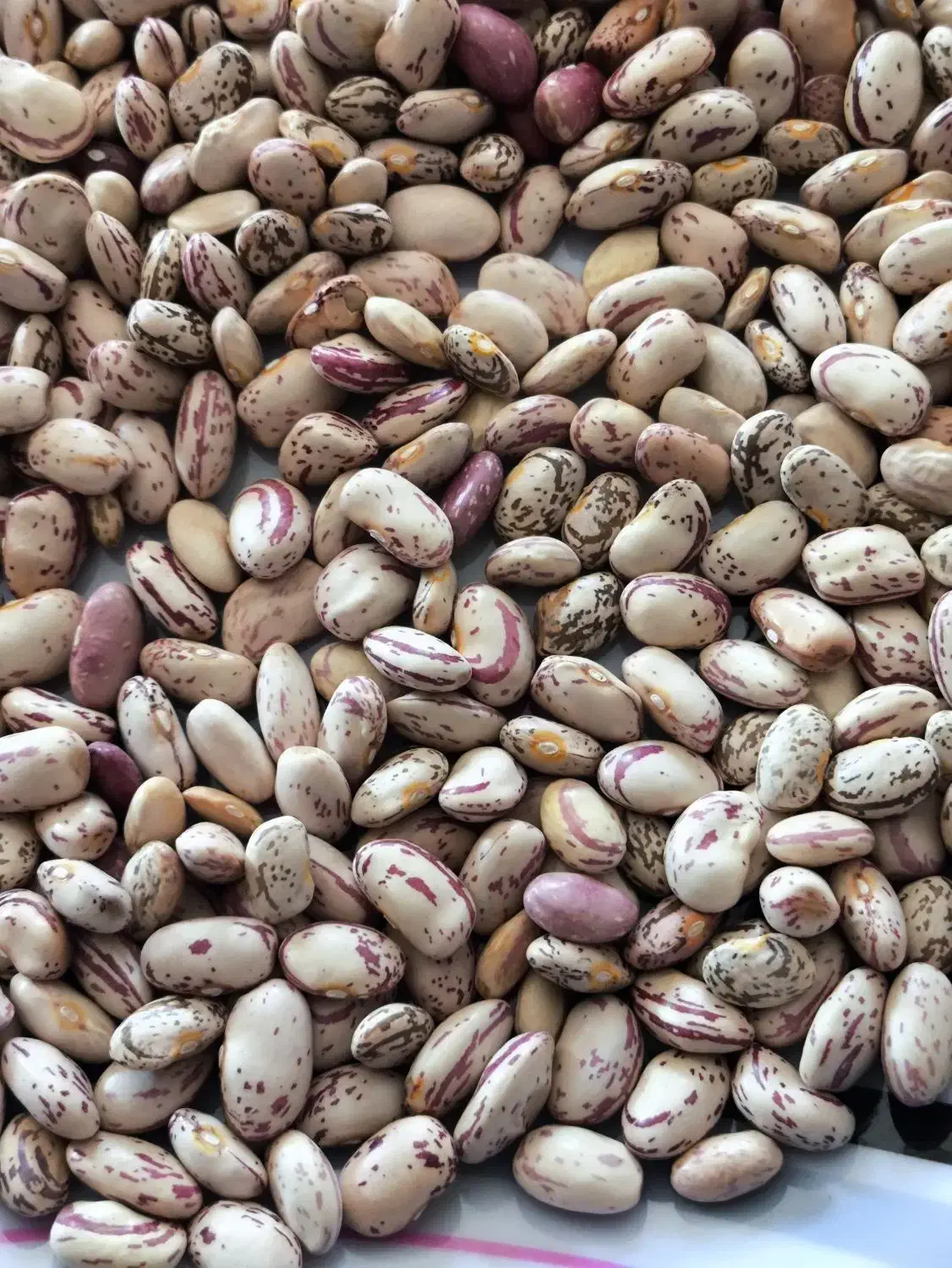 لوبیا چیتی|خوردنی و آشامیدنی|بیرانوند, |دیوار