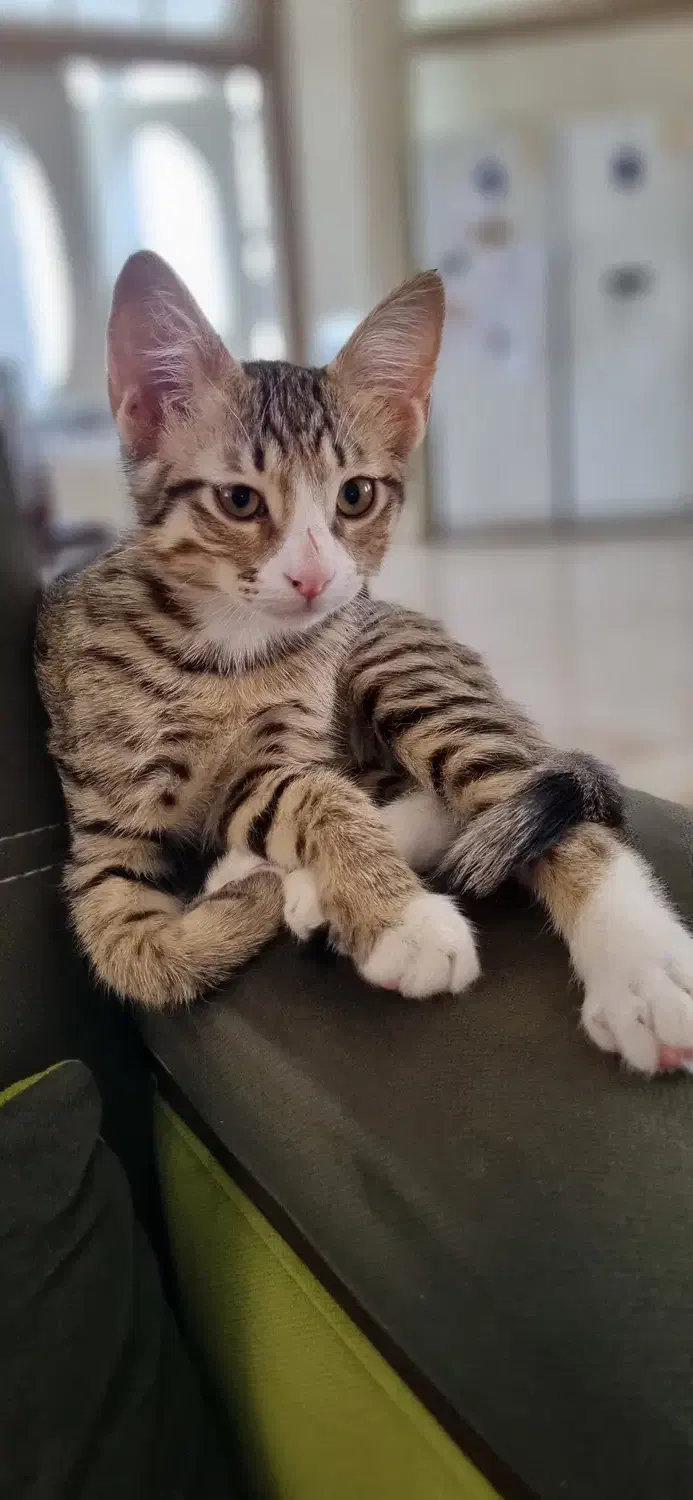 گربه ی گم شده حوالی بعثت و فردوسی شمالی|حیوانات|نیشابور, فردوس شمالی|دیوار