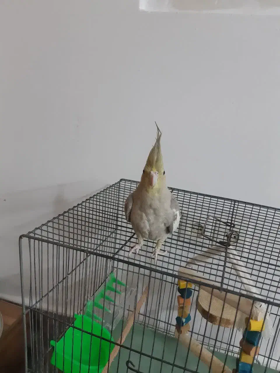 عروس هلندی8ماهه باقفس ولوازم تخفیف خوب|پرنده|قم, انصارالحسین|دیوار