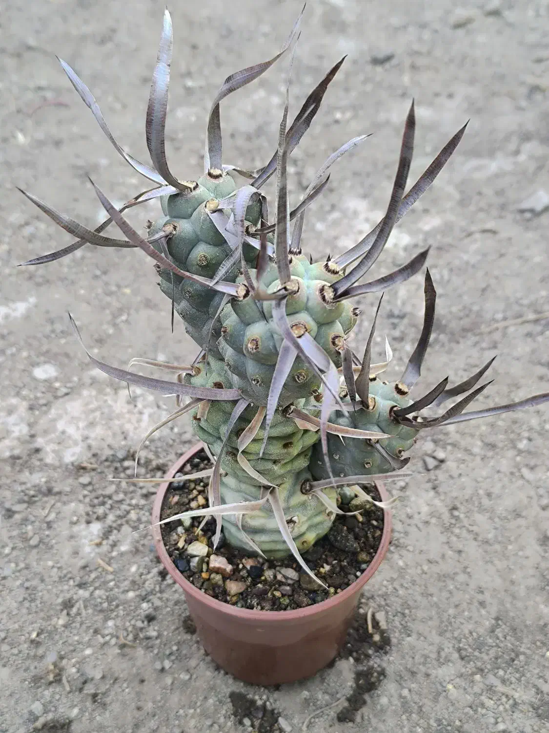 گل گیاه طبیعی کاکتوس|گل و گیاه طبیعی|محمدیه-قزوین, |دیوار