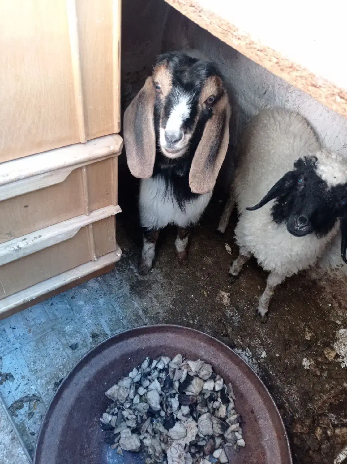 بز گوسفند|حیوانات مزرعه|کرمانشاه, |دیوار