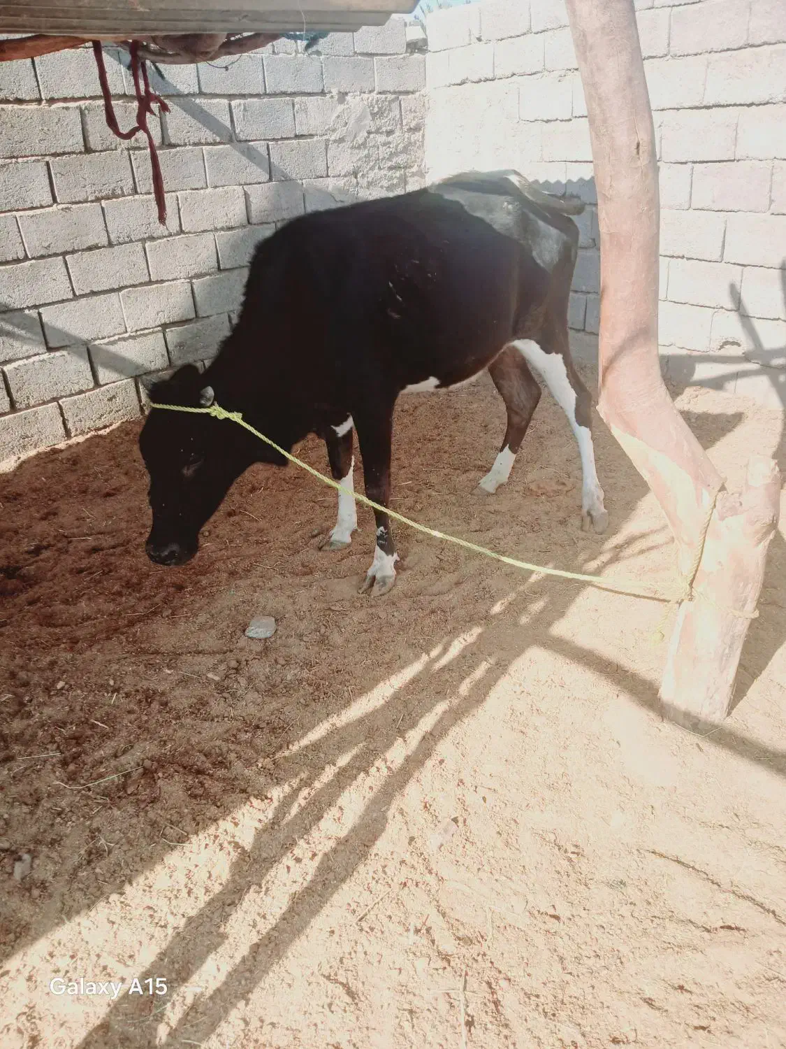 گاوچاق|حیوانات مزرعه|جیرفت, |دیوار