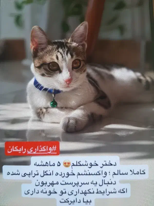 واگذاری رایگان فقط اگه شرایط نگهداری در منزل دارید|گربه|لاهیجان, کوی آزادگان|دیوار