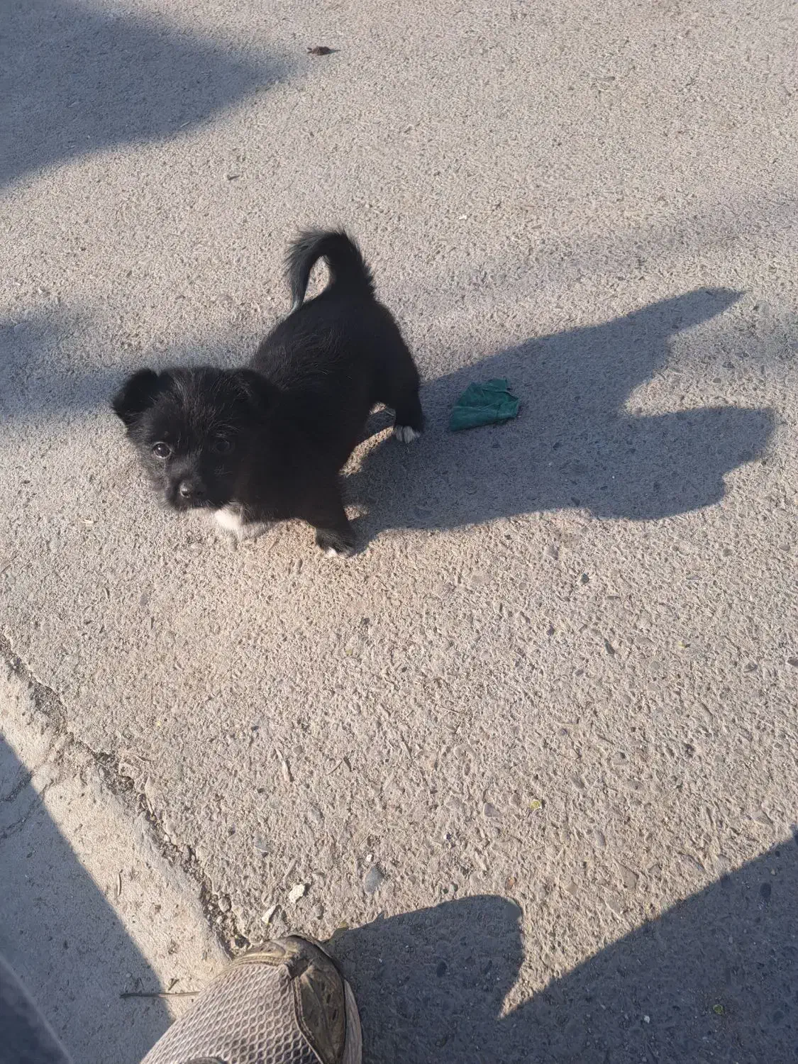 سگ پامر اشتپیز|سگ|ماهدشت, |دیوار