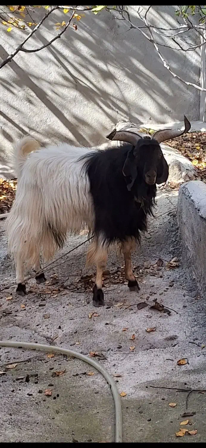 بز نر پاکستانی نژاد دار|حیوانات مزرعه|جیرنده, |دیوار