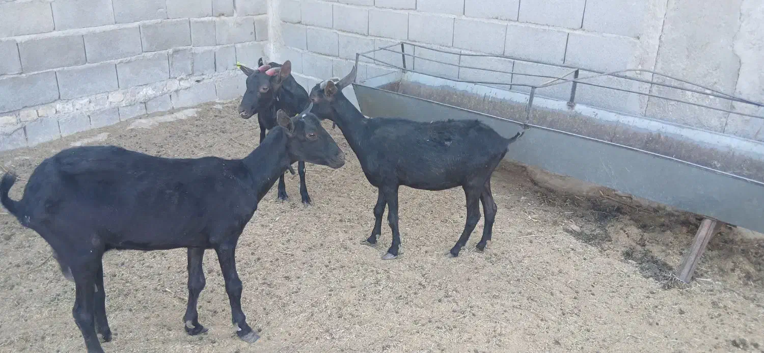 دوبز و یک کولار مورسیا|حیوانات مزرعه|مهریز, |دیوار