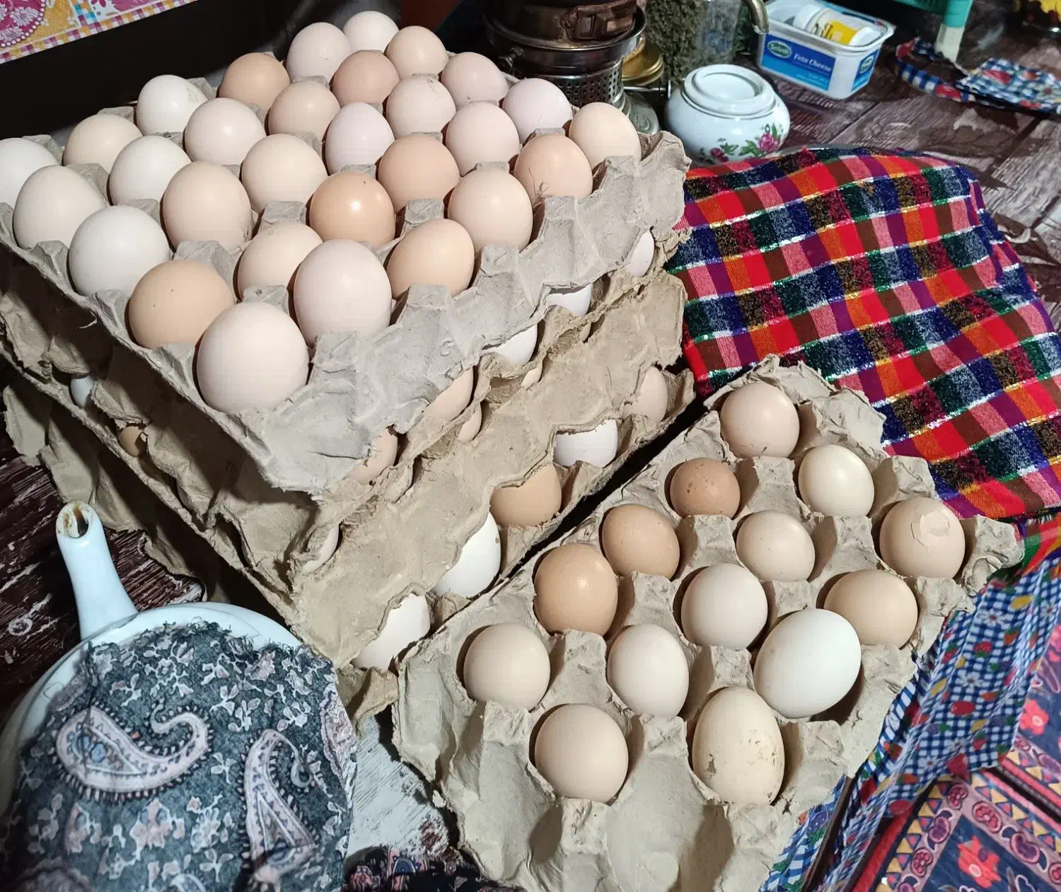 مرغ و خروس محلی و تخم مرغ|حیوانات مزرعه|گرگان, |دیوار