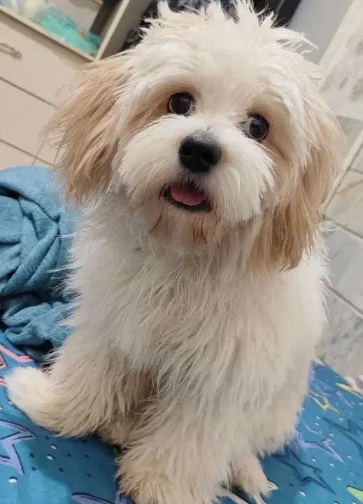 سگ خانگی عروسکی نژاد اصیل آموزش دیده|سگ|قم, امامزاده ابراهیم|دیوار