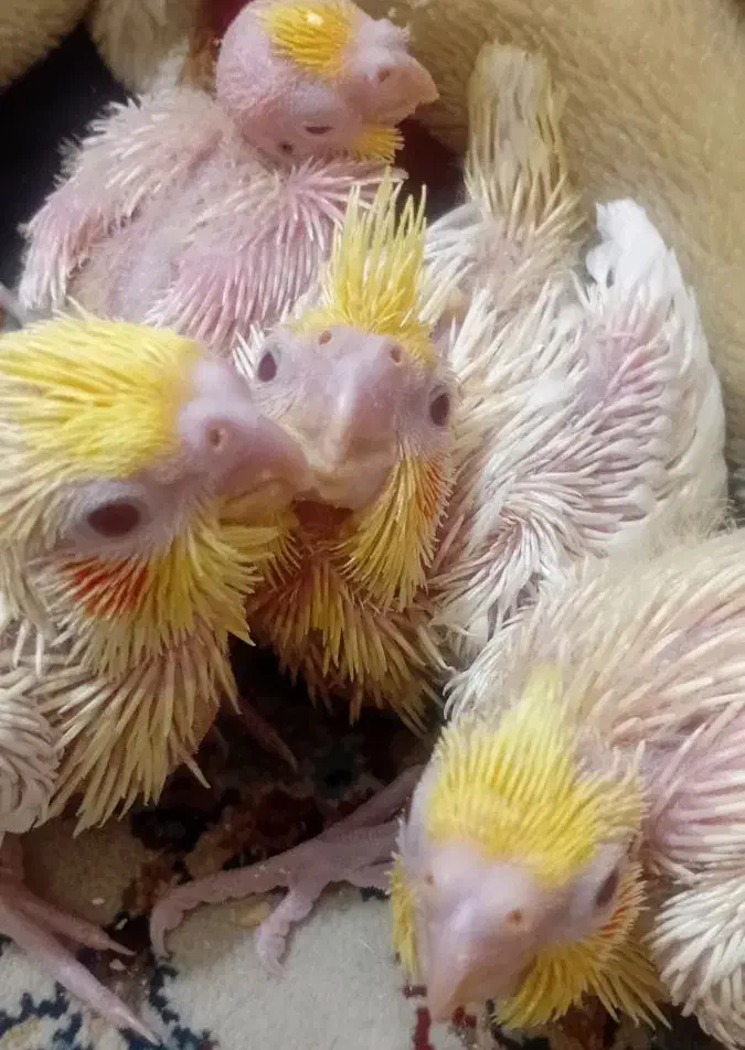 جوجه سرلاکی لوتینو|پرنده|پرند, فاز ۵|دیوار