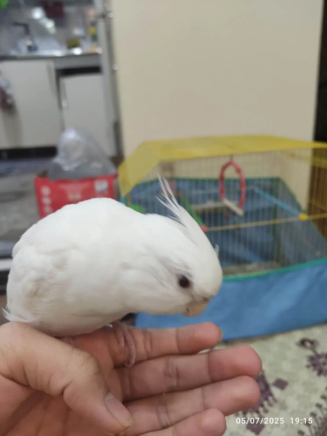 عروس هلندی نر آلبینو|پرنده|اهواز, سپیدار|دیوار