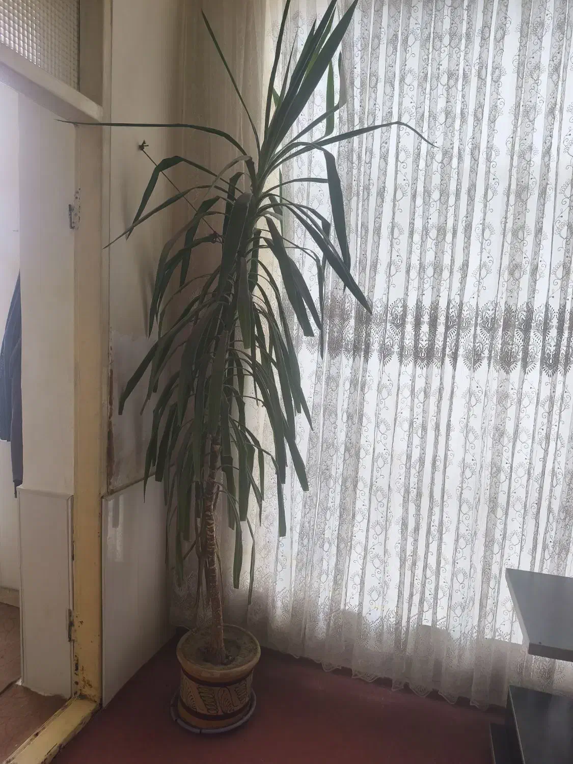 گل آپارتمانی|گل و گیاه طبیعی|ملکان, |دیوار